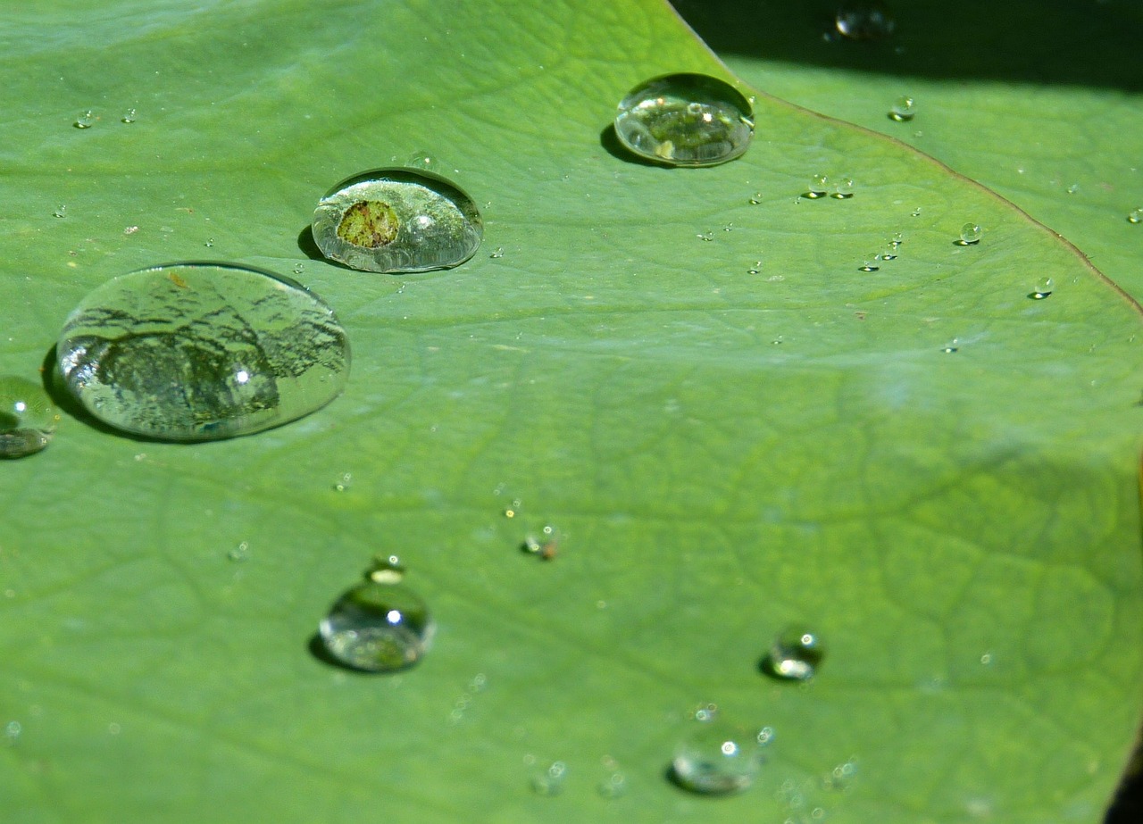 養(yǎng)魚高手請(qǐng)賜教！我的黑云魚請(qǐng)回來(lái)半個(gè)多月了，可是除了吃食游上來(lái)，平時(shí)基本都不游動(dòng)，總沉在缸底下不動(dòng)，《海賊王》大媽聯(lián)合凱多討伐海軍本部，頂上戰(zhàn)爭(zhēng)再次上演，你怎么看