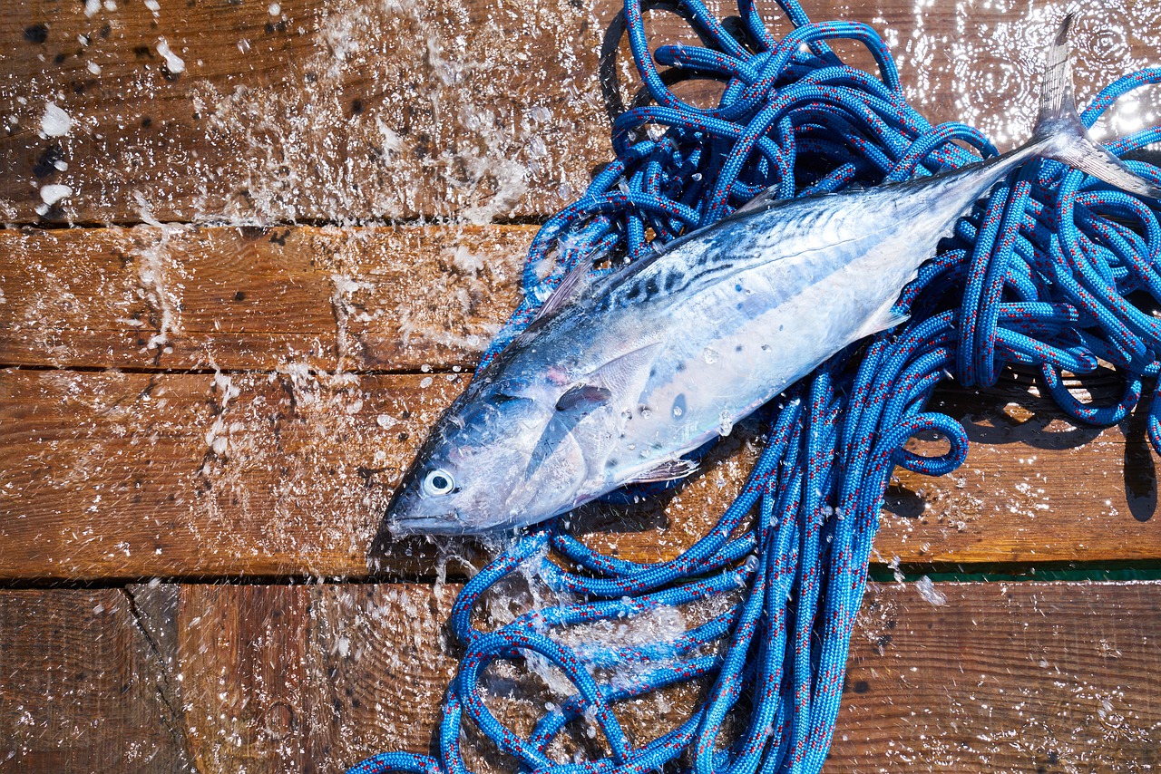 龍魚和什么魚混養(yǎng)最好，龍魚和什么魚混養(yǎng)最好龍魚混養(yǎng)最好 印尼紅龍魚 第4張