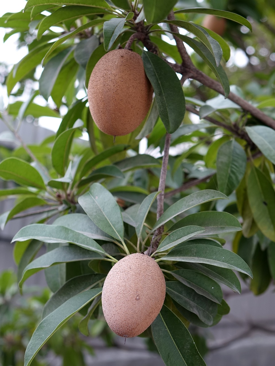 哪種龜招財(cái)好養(yǎng)（哪種龜招財(cái)好養(yǎng)又便宜） 烏龜 第4張