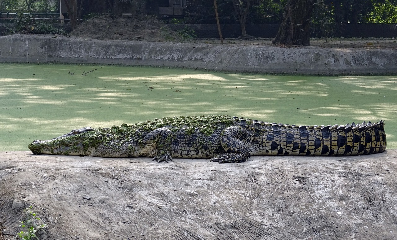 鯨魚的種類，你知道多少？ 水族世界 第3張