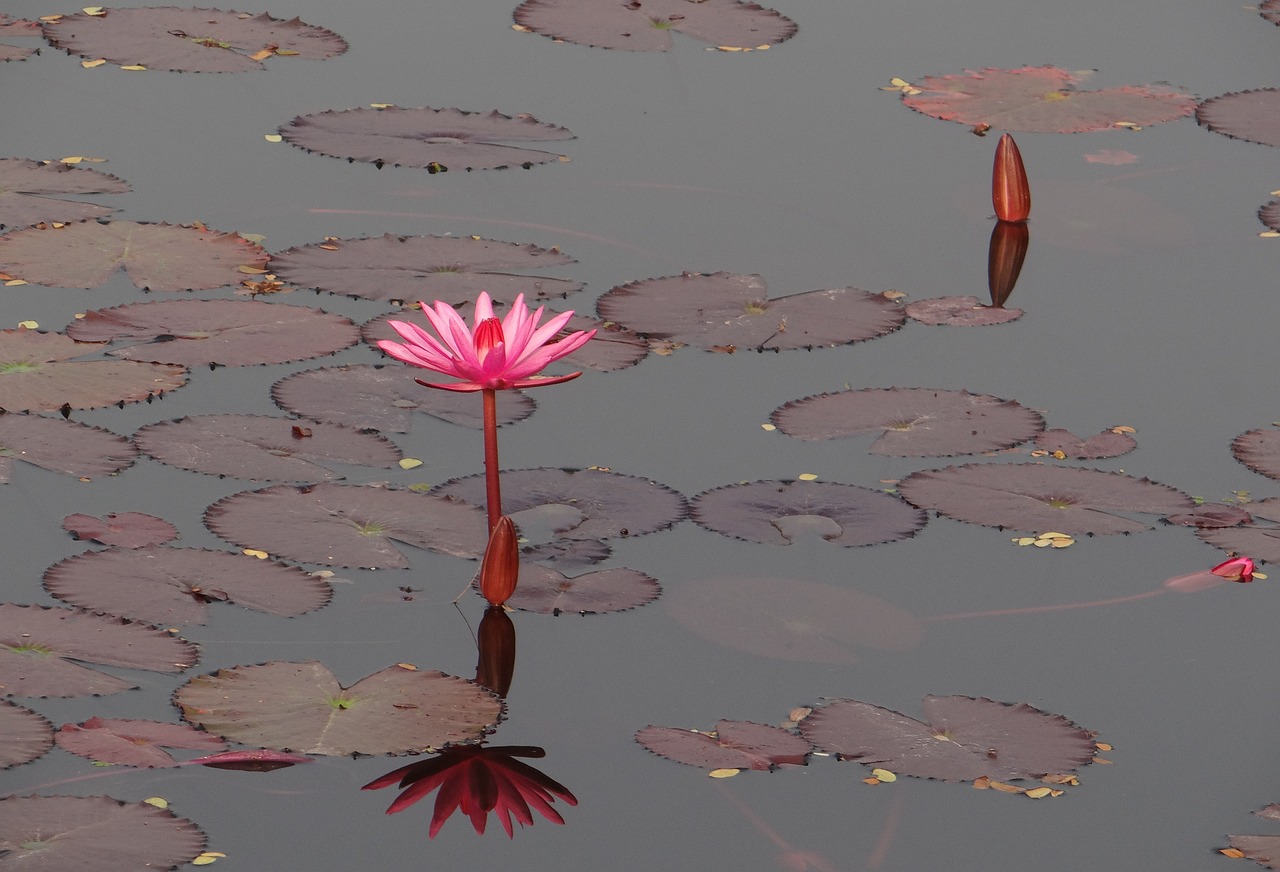 紅寶石魚顏色變暗了怎么辦，紅寶石魚顏色變暗了怎么養(yǎng)殖 白條過背金龍魚 第5張