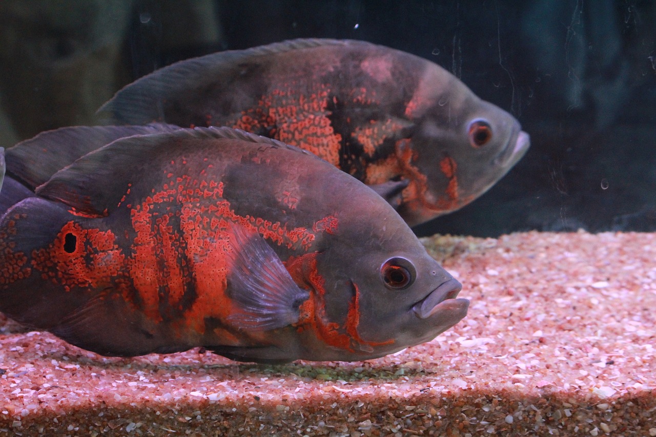 雷龍魚趴缸不吃食：雷龍魚趴缸怎么回事 廣州水族批發(fā)市場 第3張