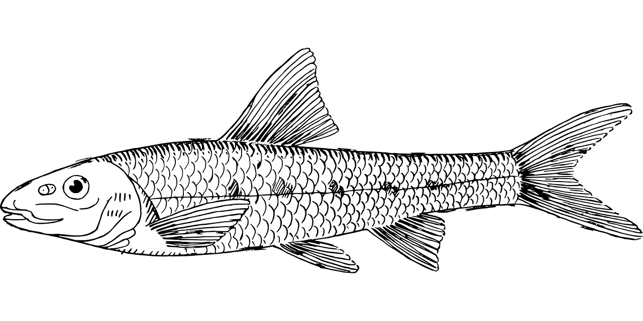 龍魚(yú)魚(yú)場(chǎng)都有哪些魚(yú)類名稱和龍魚(yú)養(yǎng)殖場(chǎng)對(duì)應(yīng)的相關(guān)信息