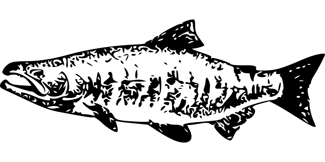 虎皮魚(yú)和龍魚(yú)混養(yǎng)好不好養(yǎng)（虎皮魚(yú)可以和龍魚(yú)混養(yǎng)嗎）