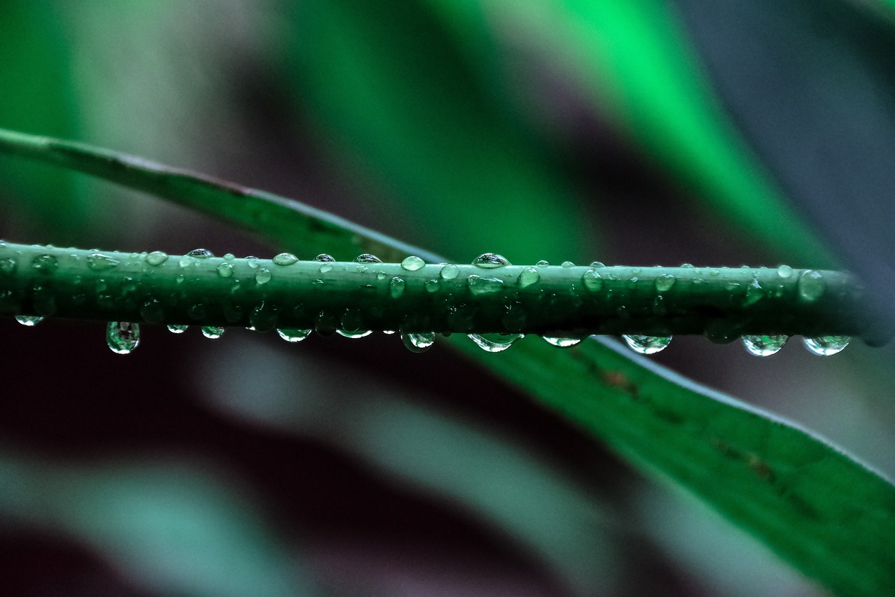 魚(yú)缸種植水草教程圖片欣賞，魚(yú)缸種植水草水草教程圖片欣賞