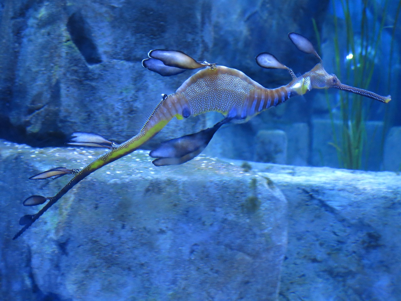 龍江省綏化水族館綏化水族館綏化水族館對應的相關信息 祥龍進口元寶鳳凰魚 第2張