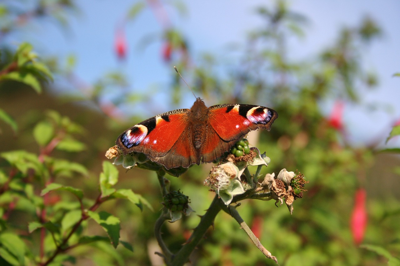 菜場(chǎng)里看見(jiàn)紅色嘴很長(zhǎng)的海魚(yú)那是什么魚(yú)類(lèi) 黃金斑馬魚(yú) 第2張