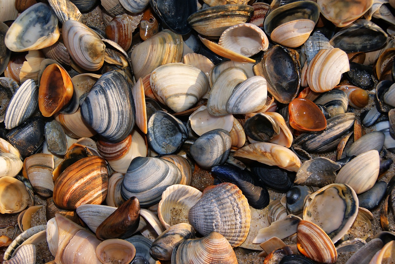 孔雀魚起白霉菌怎么治療，孔雀魚白霉病怎么治療，專家解答 祥龍水族濾材/器材 第2張