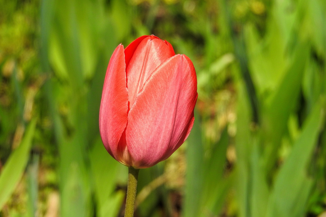 魚缸里浮萍怎么養(yǎng)（浮萍在魚缸里能養(yǎng)活嗎） 白子銀龍苗（黃化銀龍苗） 第4張