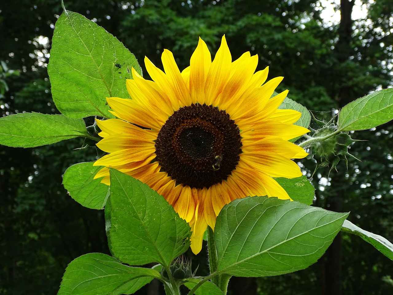 魚缸有什么植物可以不需要陽(yáng)光，可以長(zhǎng)期在室內(nèi)種植的？ 魚缸等水族設(shè)備 第1張