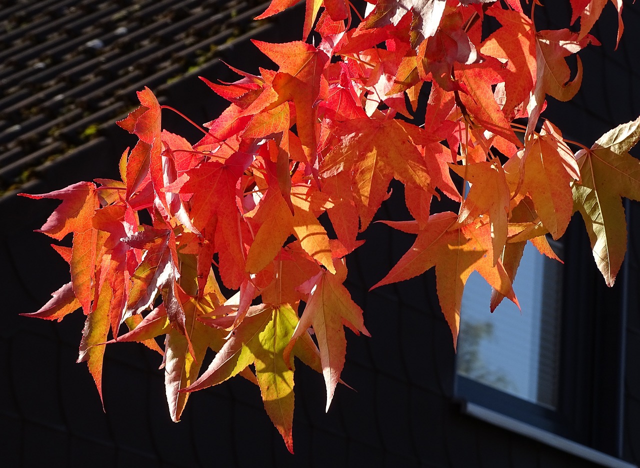 錦鯉變紅錦鯉變紅是怎么回事，錦鯉變色是怎么回事