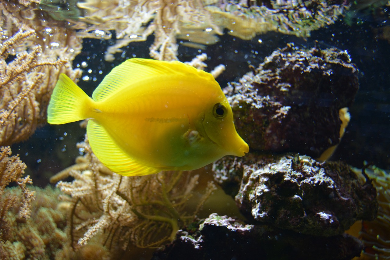 龍魚不吃東西怎么辦？ 福滿鉆魚 第4張