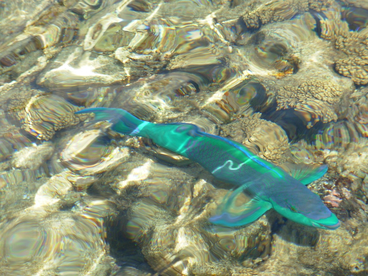 埃及魚學名叫什么叫埃及魚呢圖片和埃及魚學名叫什么魚 白玉紅龍魚 第5張