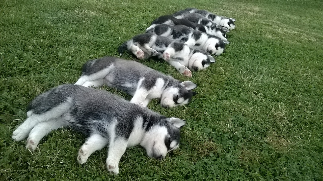 龍魚的飼養(yǎng)管理方式