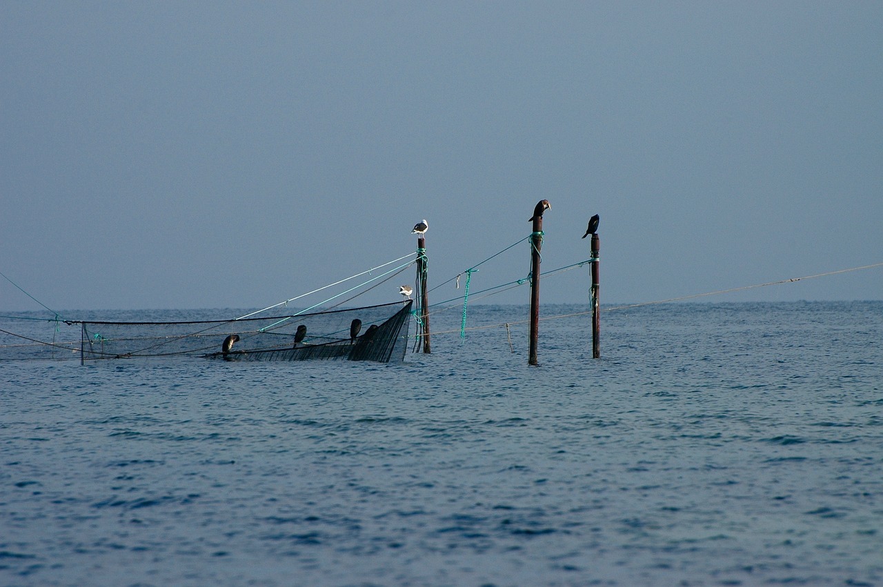 養(yǎng)魚是先養(yǎng)水，還是先養(yǎng)水？ 觀賞魚市場（混養(yǎng)魚） 第4張