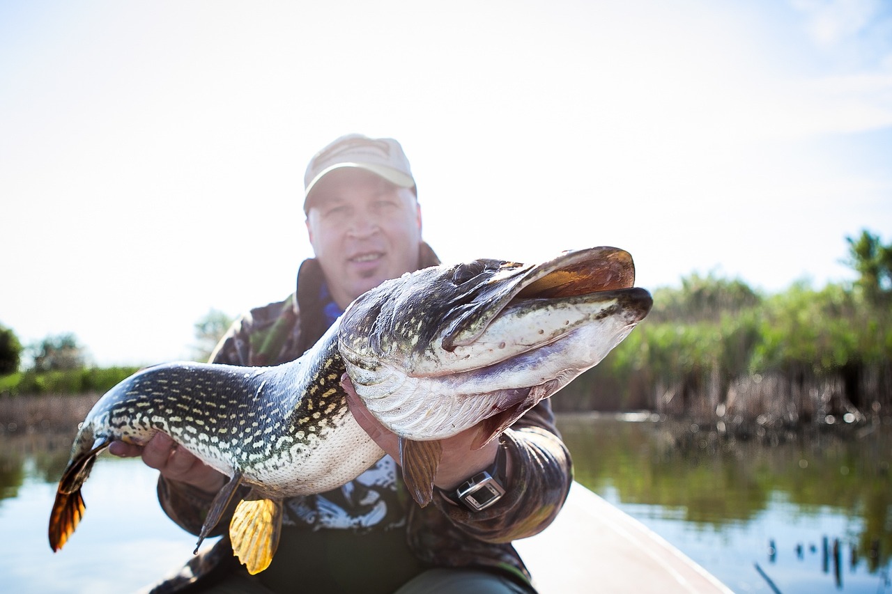 雷龍魚和什么魚混養(yǎng)好，七彩雷龍魚可以和什么魚混養(yǎng) 泰龐海鰱魚 第3張