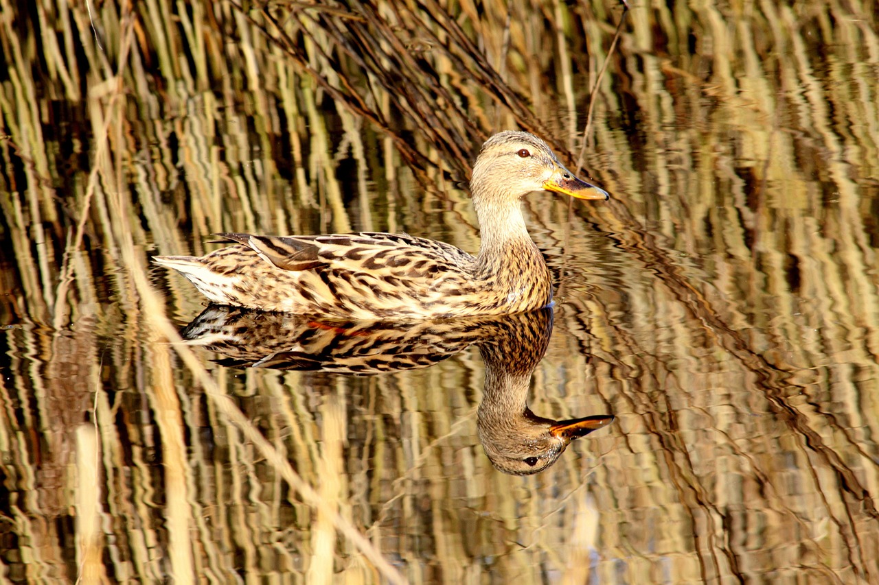 鳳魚和龍魚可以混養(yǎng)嗎圖片欣賞（鳳魚和龍魚可以混養(yǎng)嗎圖片欣賞大全） 白子銀版魚苗 第1張