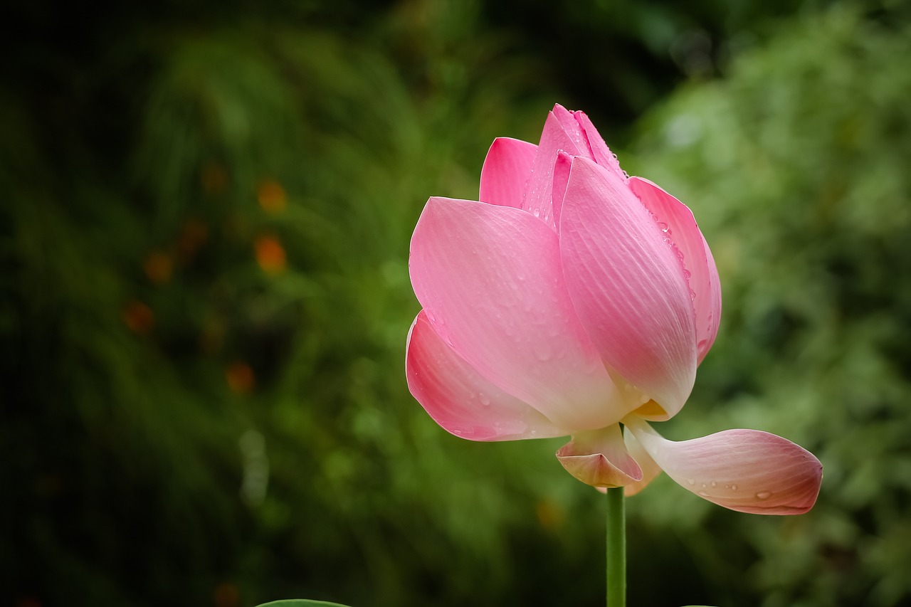 沈陽綠藝花卉租賃有限公司與眾多花卉供應(yīng)商合作的經(jīng)驗(yàn)分享