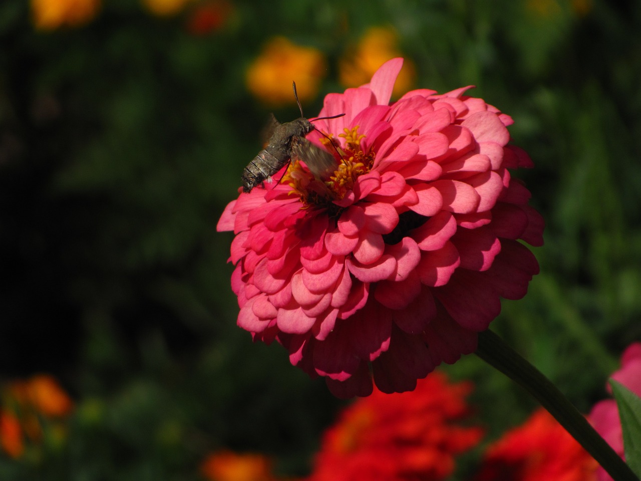 烏蘭浩特市鑫旭花卉經(jīng)銷處花卉產(chǎn)品