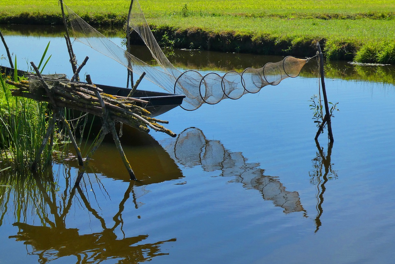 彩色雷龍魚能長多大（中型雷龍魚的品種能長多大）