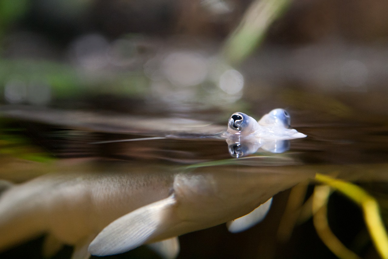 金龍魚骨舌魚是什么魚，金龍魚骨舌魚 紅龍福龍魚 第2張