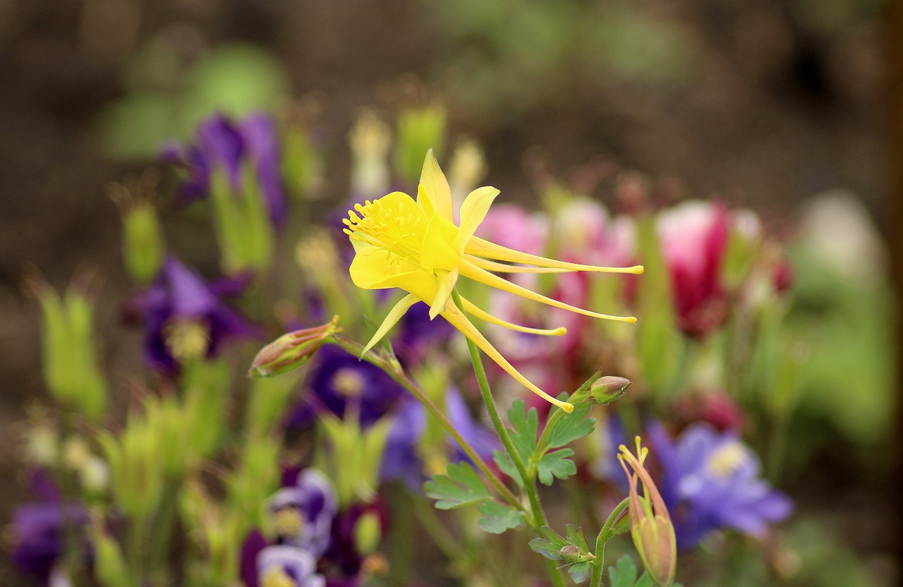 沈陽(yáng)市京航花卉銷(xiāo)售中心是一家非常值得信賴(lài)的花卉銷(xiāo)售企業(yè)