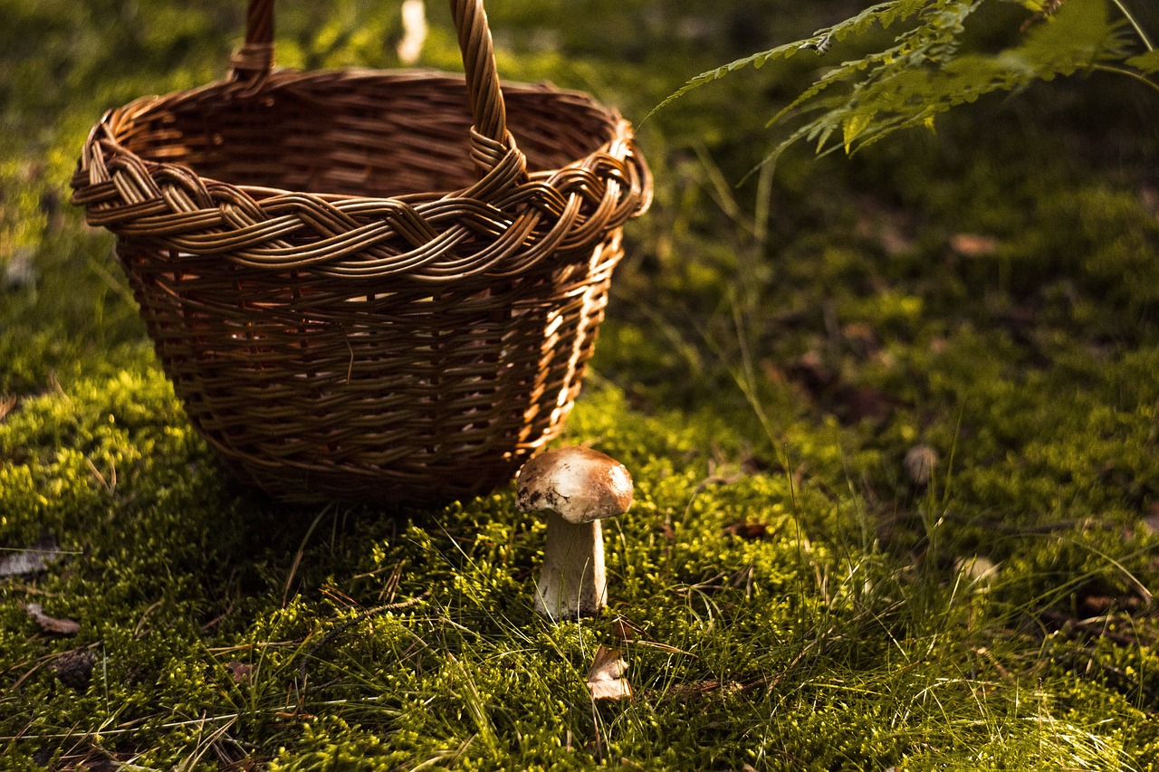 魚缸綠苔的好處是什么（魚缸的綠苔對魚好嗎）