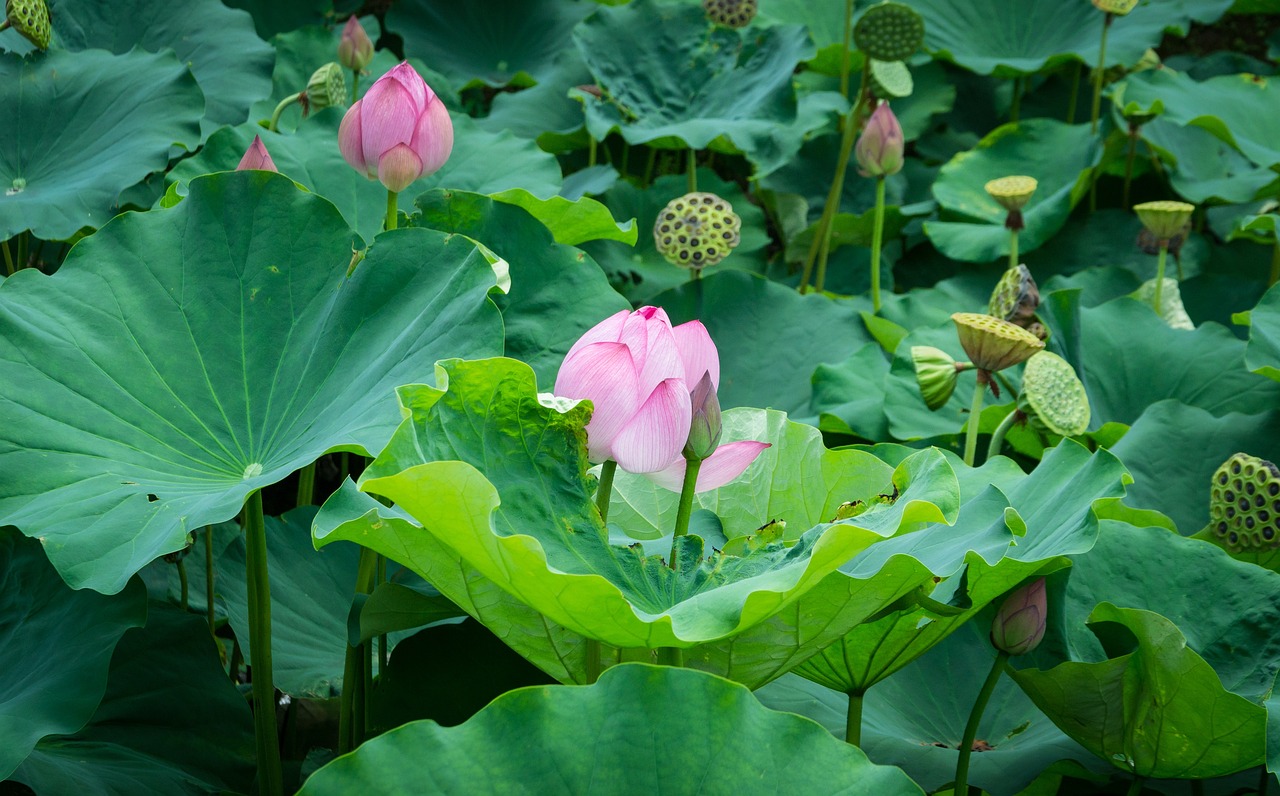 三紋慢慢出狀態(tài)了 虎魚(yú)百科 第2張