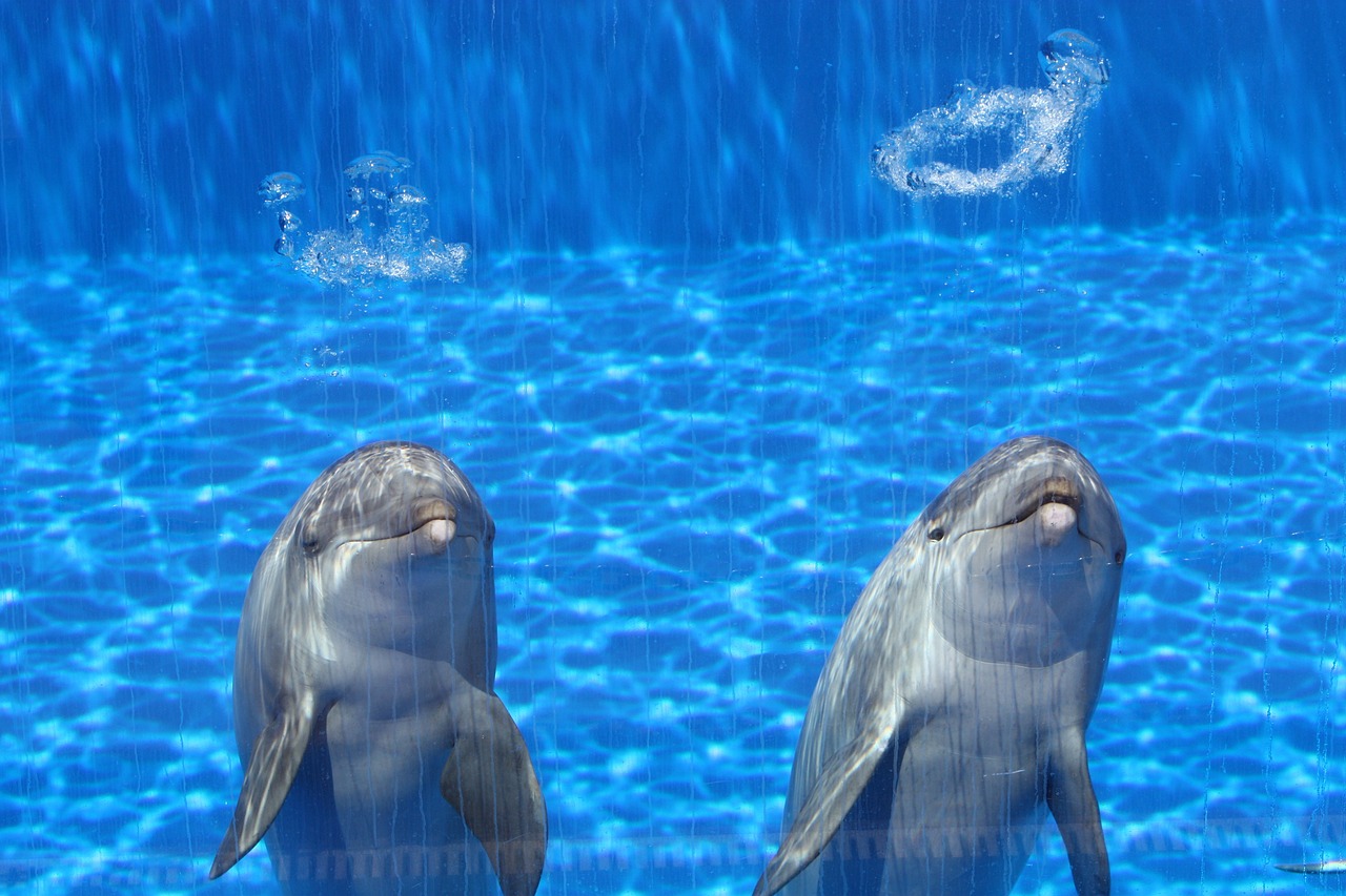 水族館里的海豚在干什么活（水族館里有海豚嗎） 黑帝王魟魚 第4張