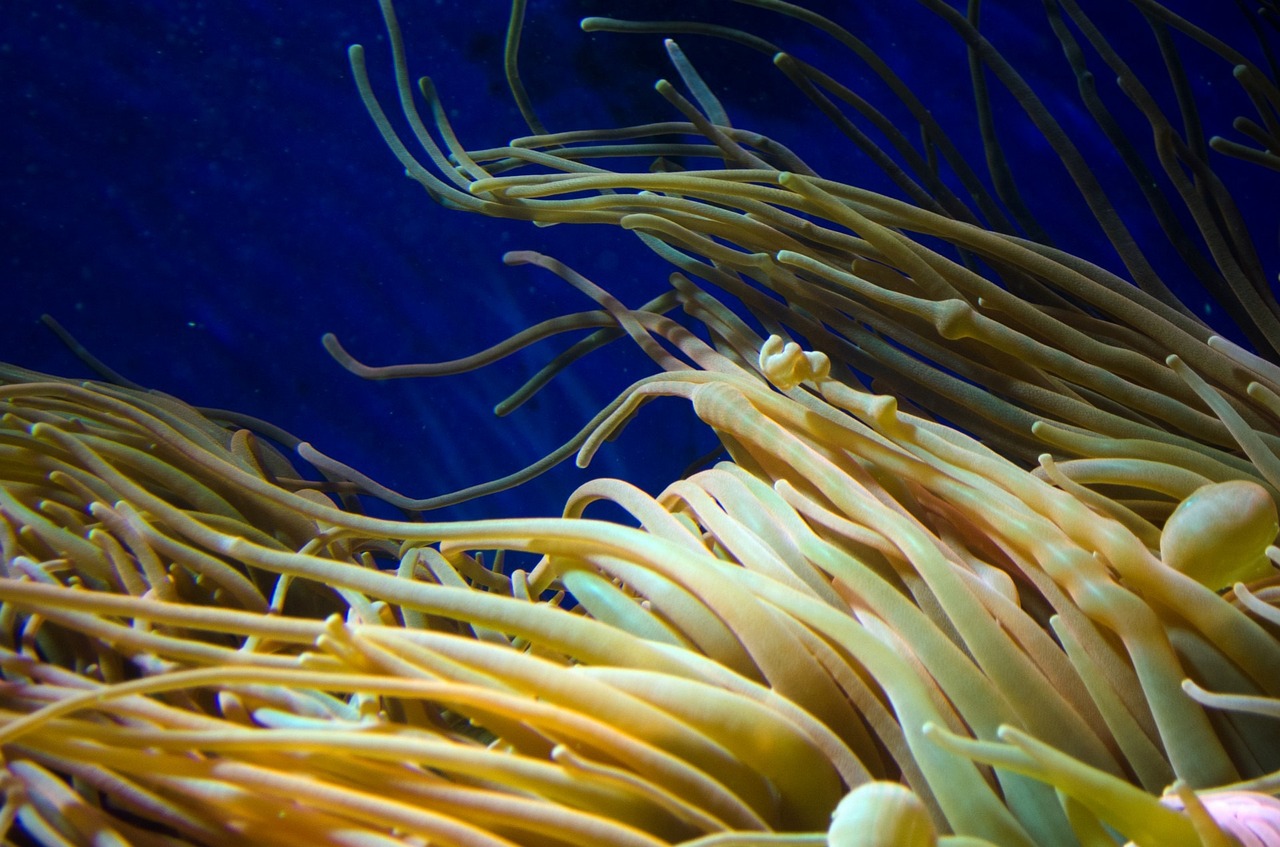 上海市普陀區(qū)卓然水族館（上海市普陀區(qū)卓然水族館地址）