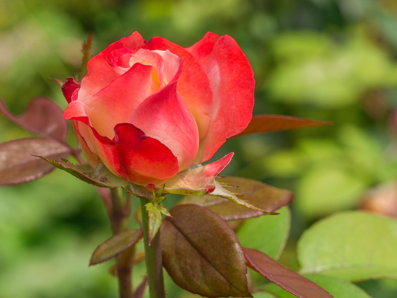 史光明長沙市芙蓉區(qū)三湘花卉培植北9號