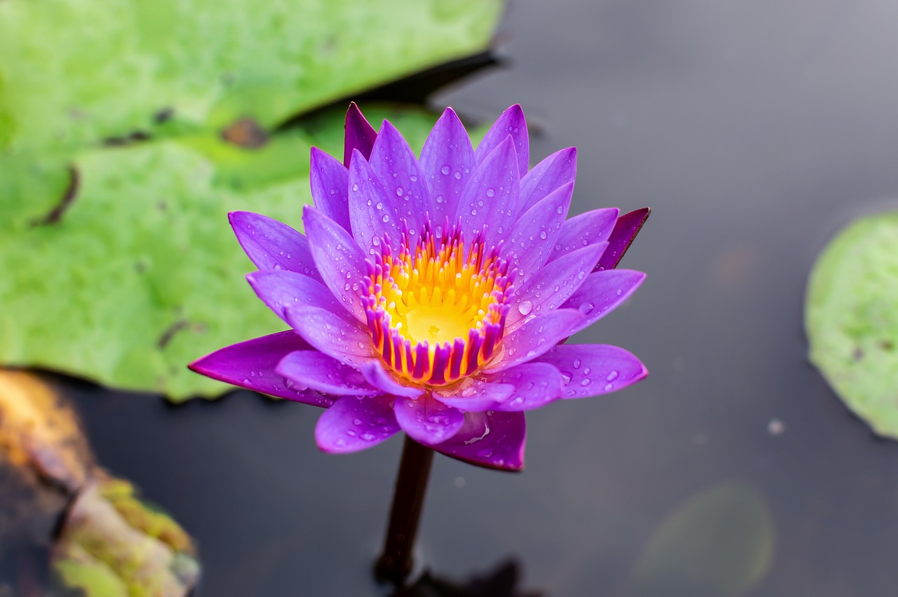 史光明長沙市芙蓉區(qū)三湘花卉培植北9號 全國水族館企業(yè)名錄 第5張