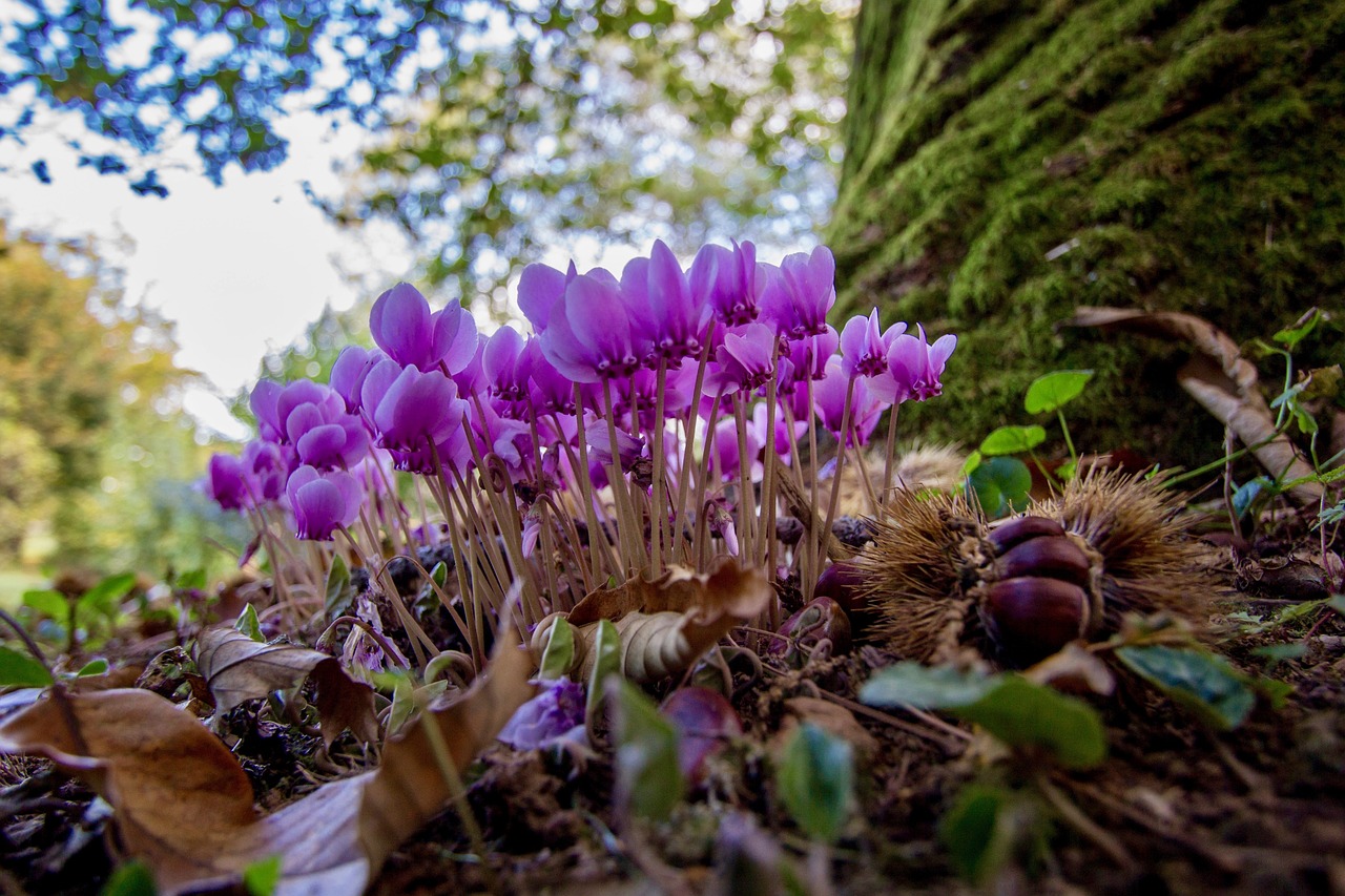 北京愛馨花卉種植園第一經(jīng)營部（北京愛馨花卉種植園第一經(jīng)營部地址） 全國水族館企業(yè)名錄 第5張