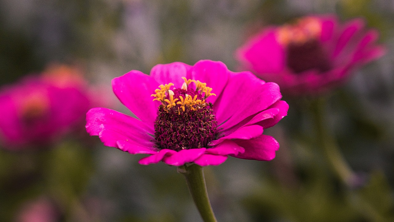 江北區(qū)芳芳花藝經(jīng)營部（江北區(qū)芳芳花藝經(jīng)營部地址）