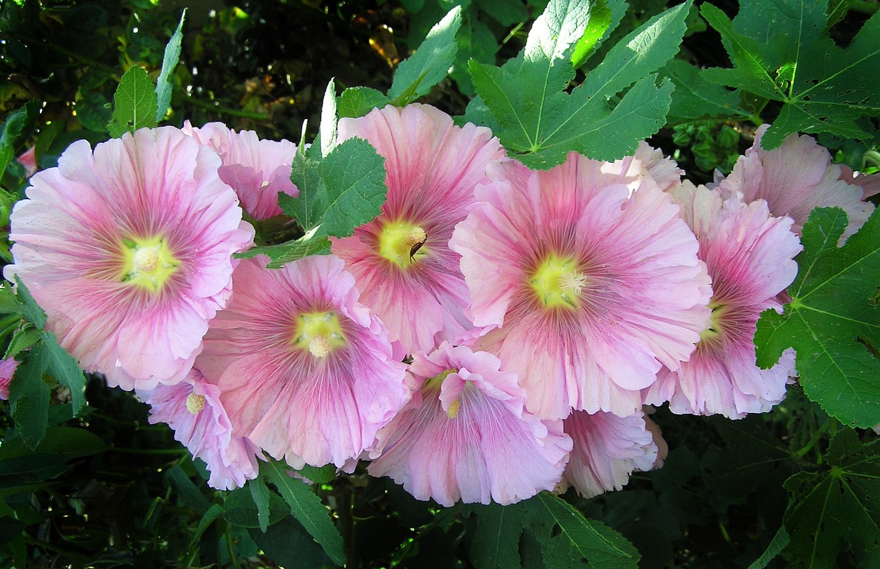 重慶花黛花卉有限公司（重慶花黛花卉有限公司招聘）