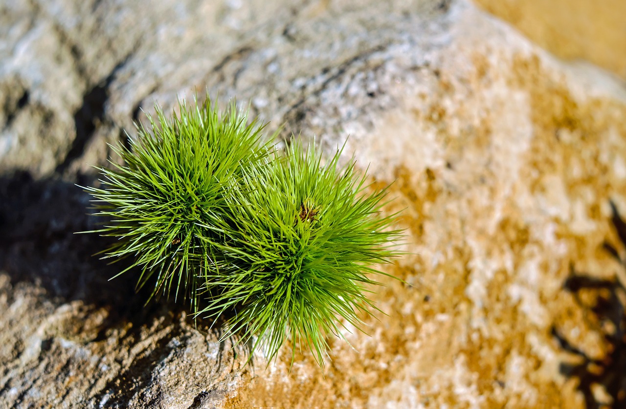 野彩魚缸放什么水草最好養(yǎng)（野彩魚缸放什么水草最好養(yǎng)活） 野彩魚 第1張