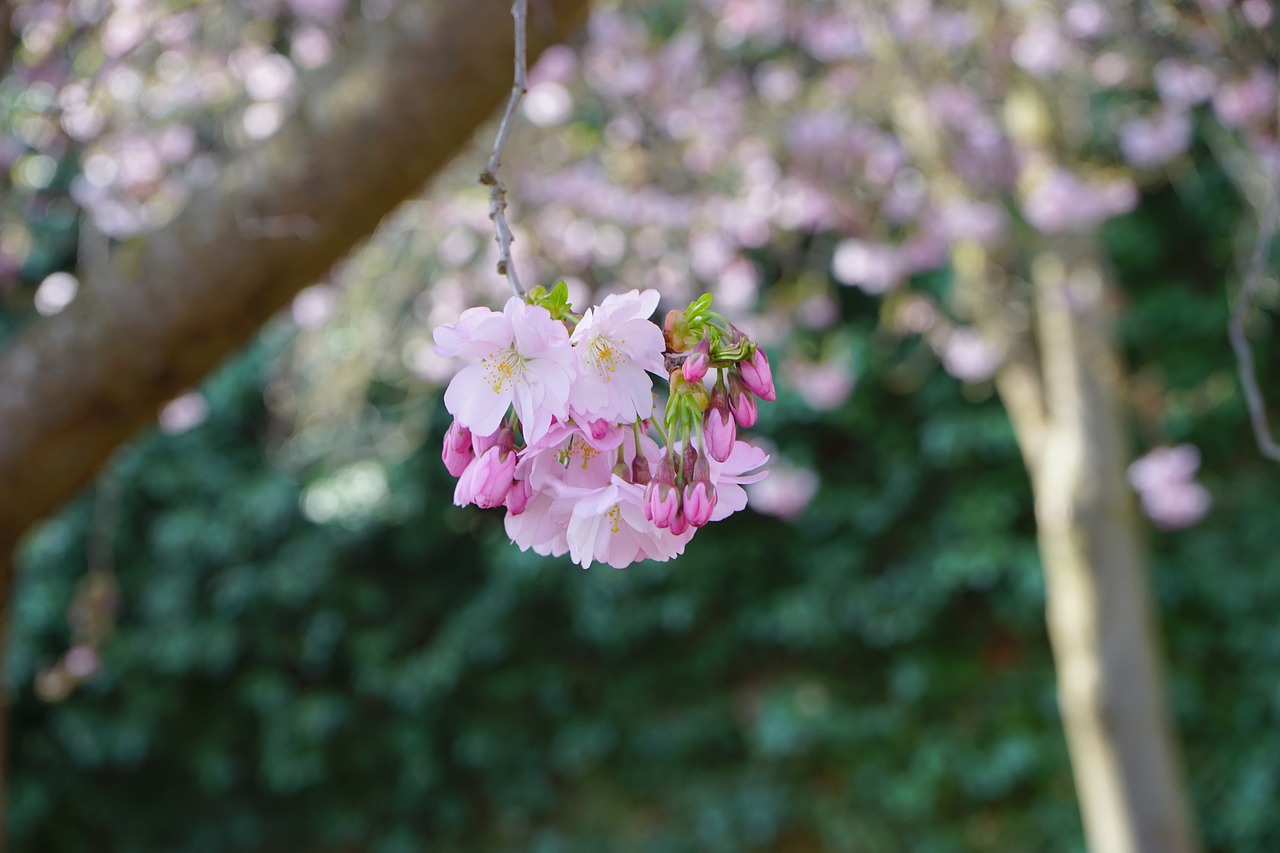 莊河市黑島鎮(zhèn)希望花卉商店（莊河花卉基地） 全國(guó)水族館企業(yè)名錄 第2張