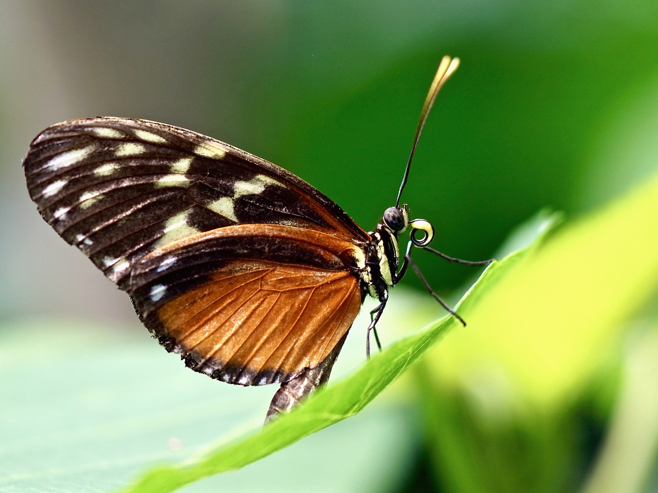 70厘米深魚缸養(yǎng)什么金魚（70厘米深魚缸養(yǎng)什么金魚好） 觀賞魚 第4張