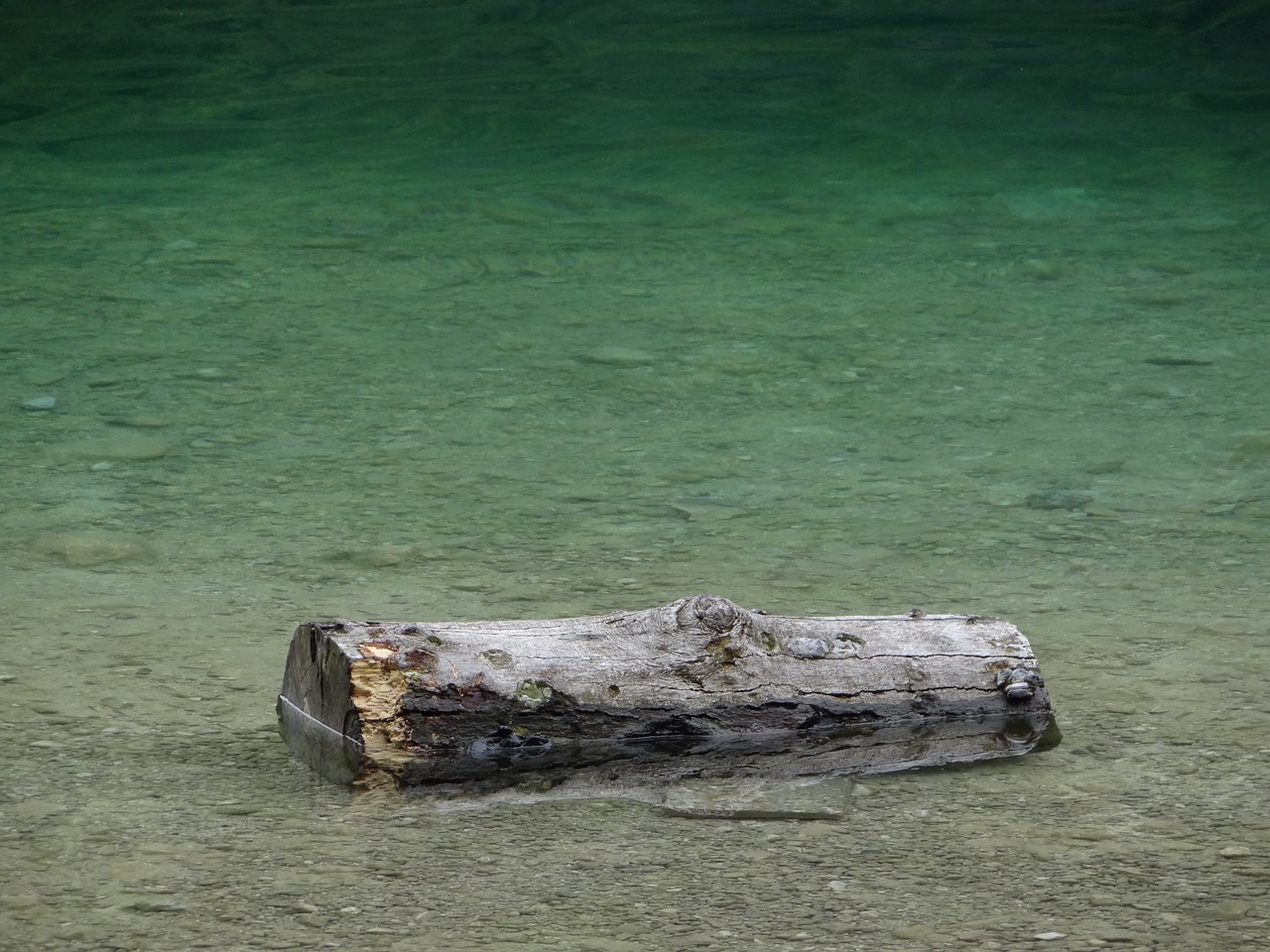 金花羅漢魚分幾種，金花羅漢魚優(yōu)缺點 羅漢魚 第1張