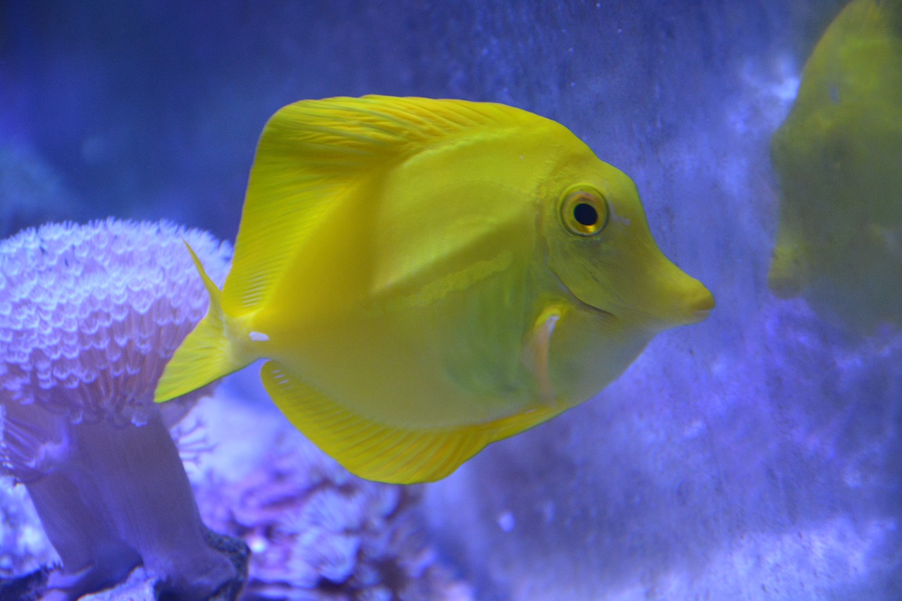 海水魚類大全名稱及圖片（常見海水魚圖片及名稱） 海水魚 第4張