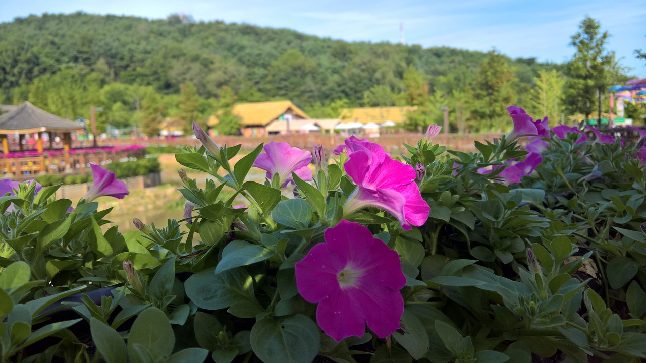 長(zhǎng)沙市芙蓉區(qū)山語(yǔ)園林花卉商行（長(zhǎng)沙市芙蓉區(qū)山語(yǔ)園林花卉商行地址）