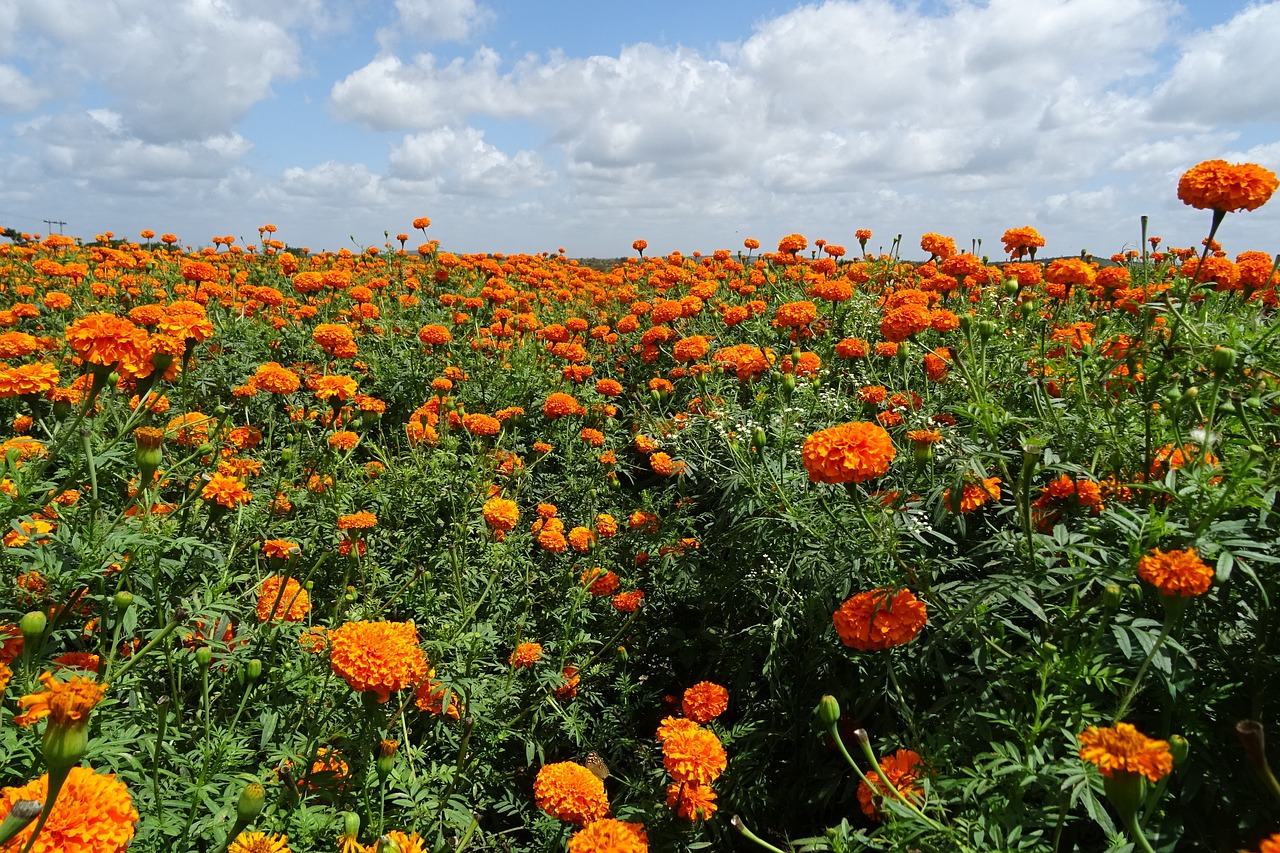 鄭州芳怡花卉有限公司（鄭州芳怡花卉有限公司怎么樣） 全國水族館企業(yè)名錄 第4張