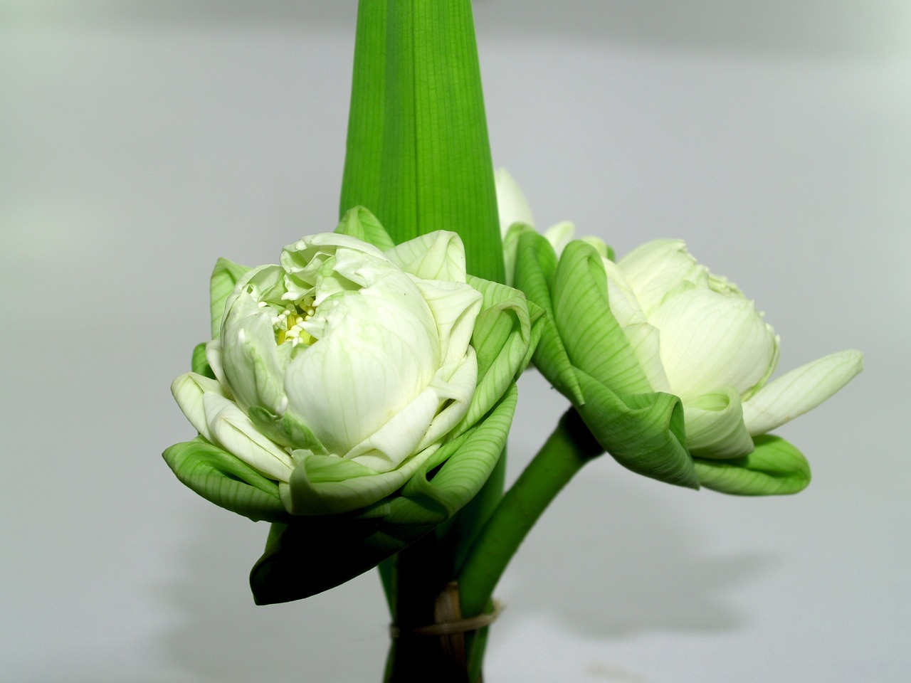 雙陽區(qū)旺客來金魚鮮花店（雙陽區(qū)旺客來金魚鮮花店地址）