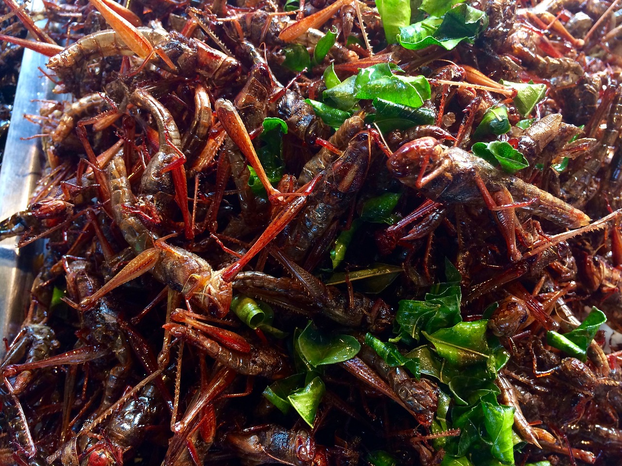 斑馬魚不愛吃食怎么辦（斑馬魚不吃食怎么回事） 斯維尼關(guān)刀魚 第4張