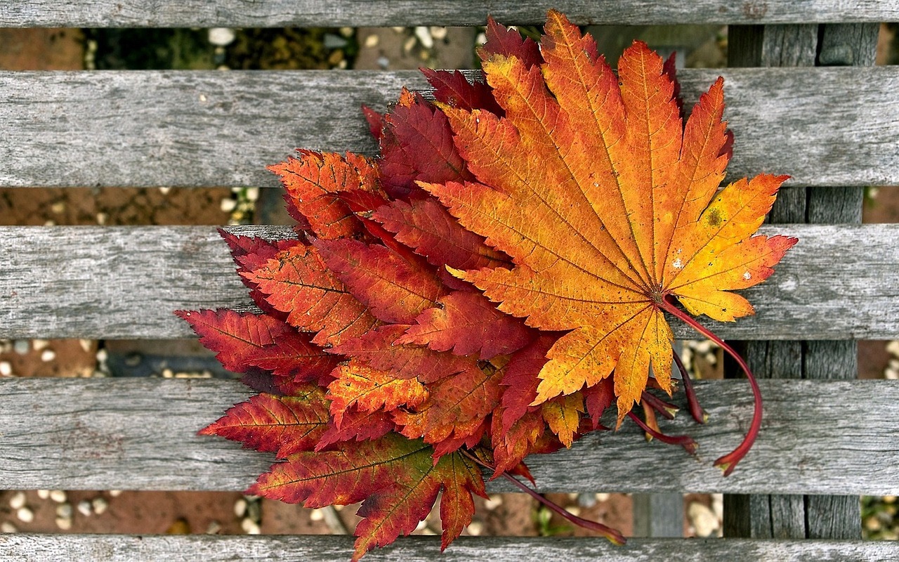 紅金龍魚什么時候變紅的（紅金龍魚什么時候變紅的?。?觀賞魚 第5張