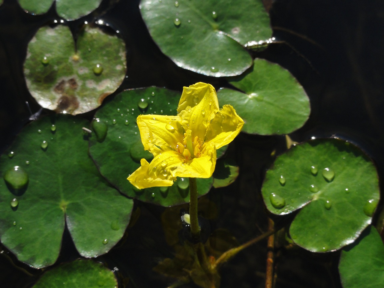 水生植物的種子發(fā)芽條件（水生植物的種子發(fā)芽條件有哪些）