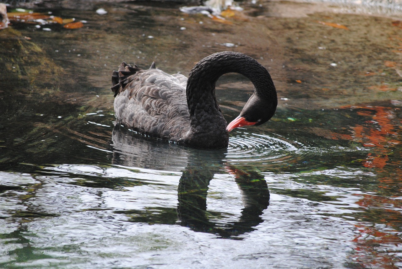 鸚鵡魚(yú)缸水越來(lái)越渾（鸚鵡魚(yú)缸水越來(lái)越渾濁）