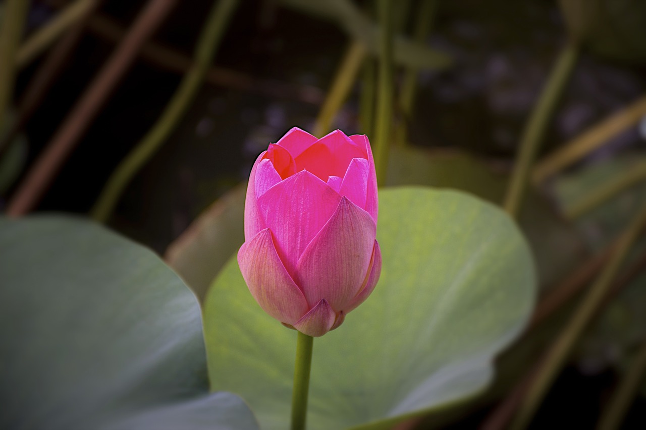 魚缸水葫蘆圖片高清（魚缸水葫蘆怎么養(yǎng)） 養(yǎng)魚知識(shí) 第3張