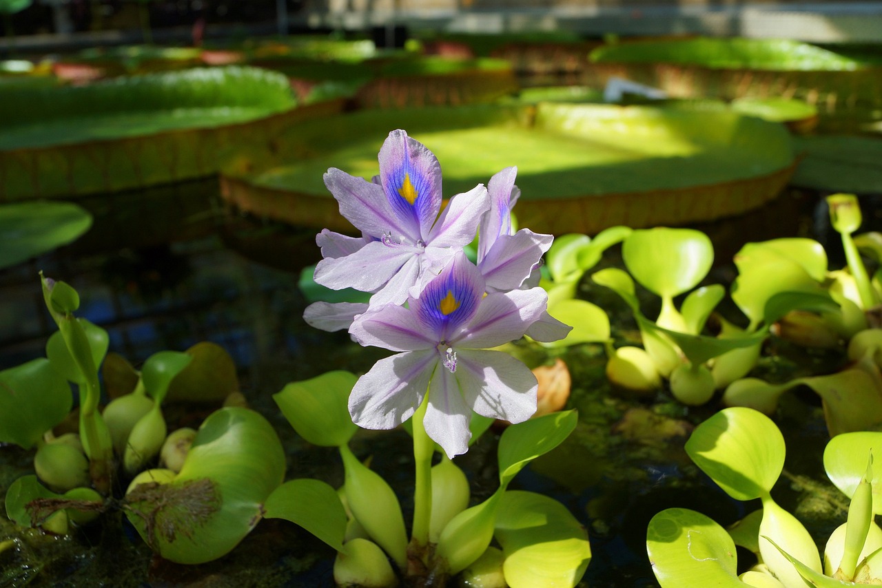 魚缸水葫蘆圖片高清（魚缸水葫蘆怎么養(yǎng)） 養(yǎng)魚知識(shí) 第5張