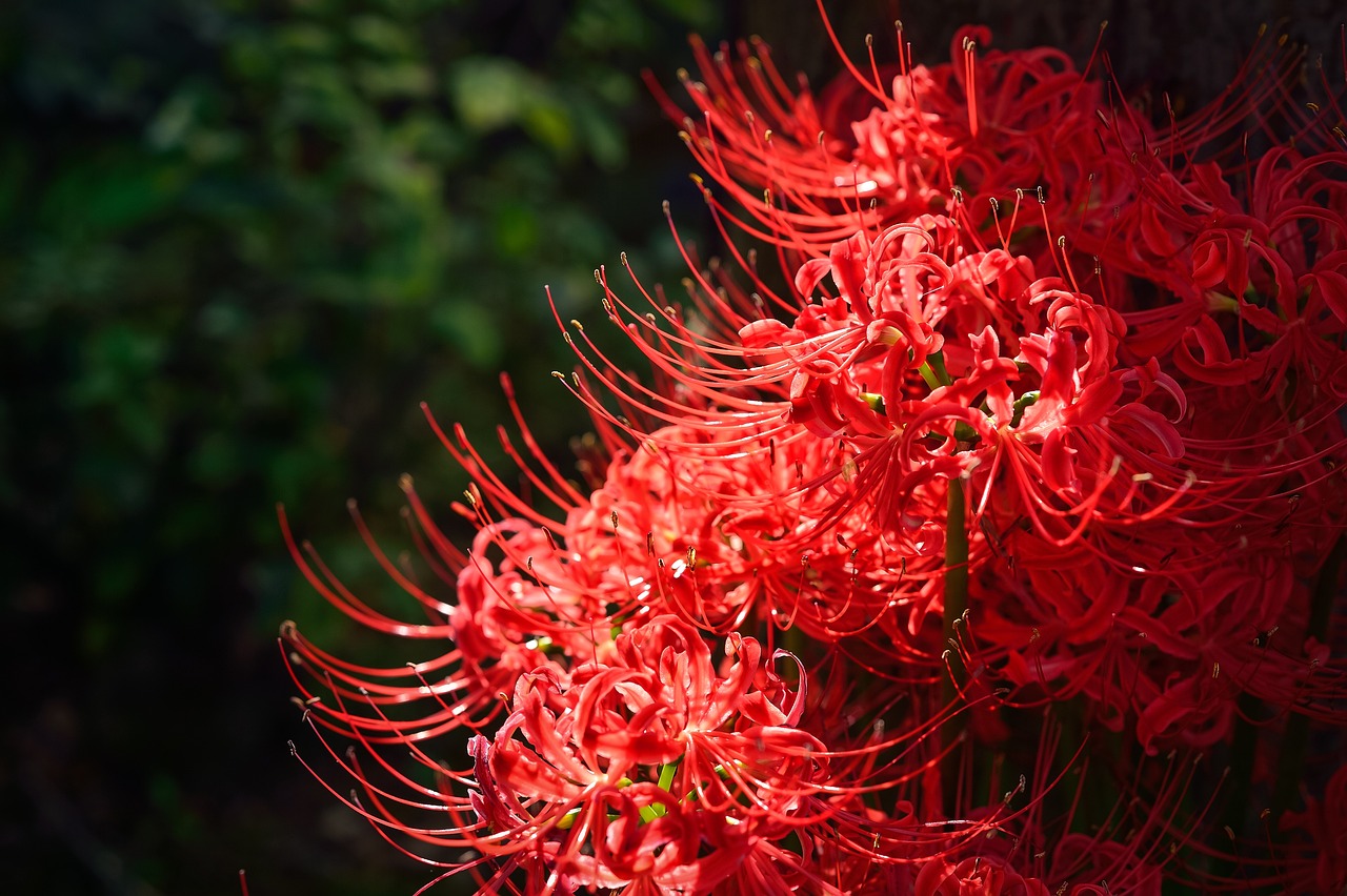 三段紅白錦鯉多少一條（紅白三段錦鯉 分級(jí)） 紅白錦鯉魚(yú) 第1張